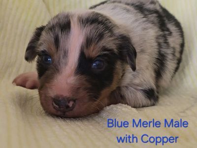 ASDR Registered Australian Shepherd Pups, Working Parents/Family Dogs