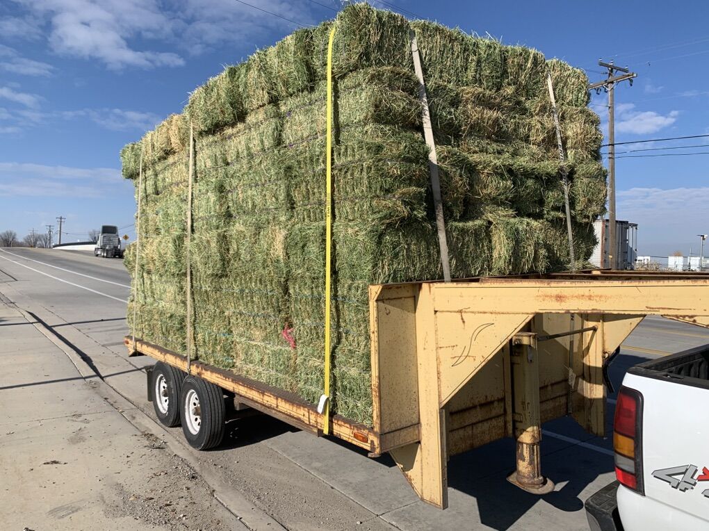 Certified Alfalfa Hay