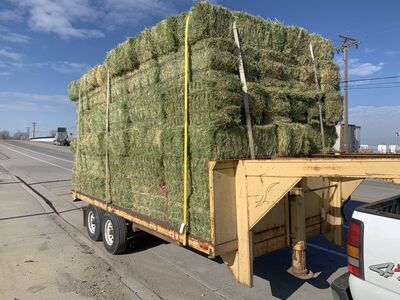 Certified Alfalfa Hay