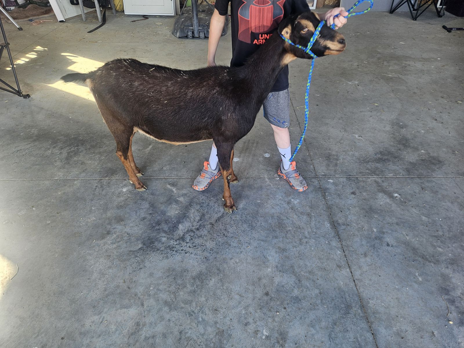 Lamancha doe
