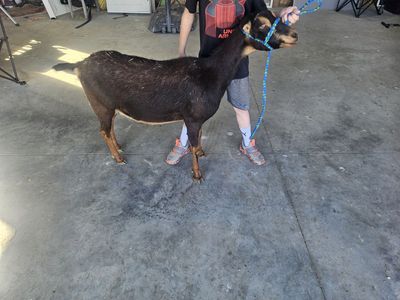 Lamancha doe