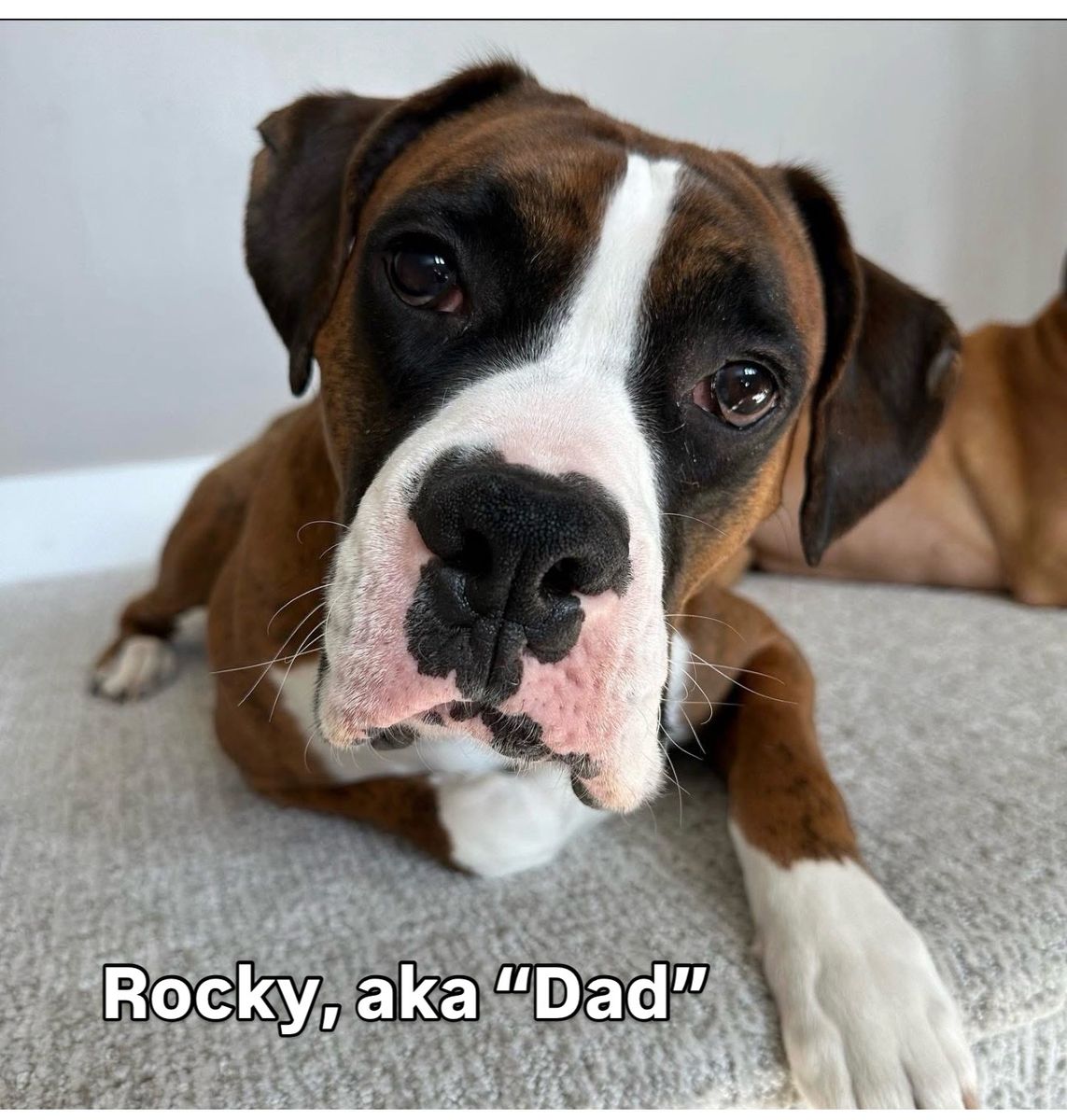 Purebred Boxer follow at #masonboxers