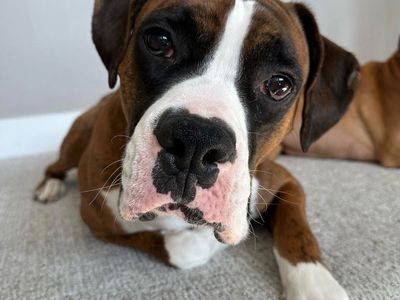 Purebred Boxer follow at #masonboxers