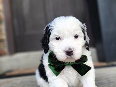 Mini Bernedoodle Male