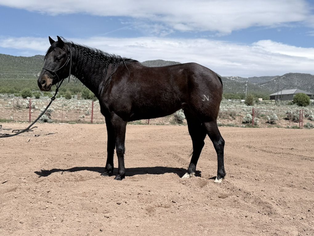 Skippy Joe 7 Year Old Head Horse