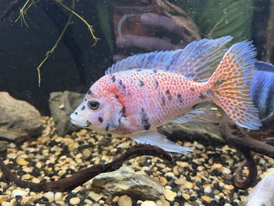 Peacock ob