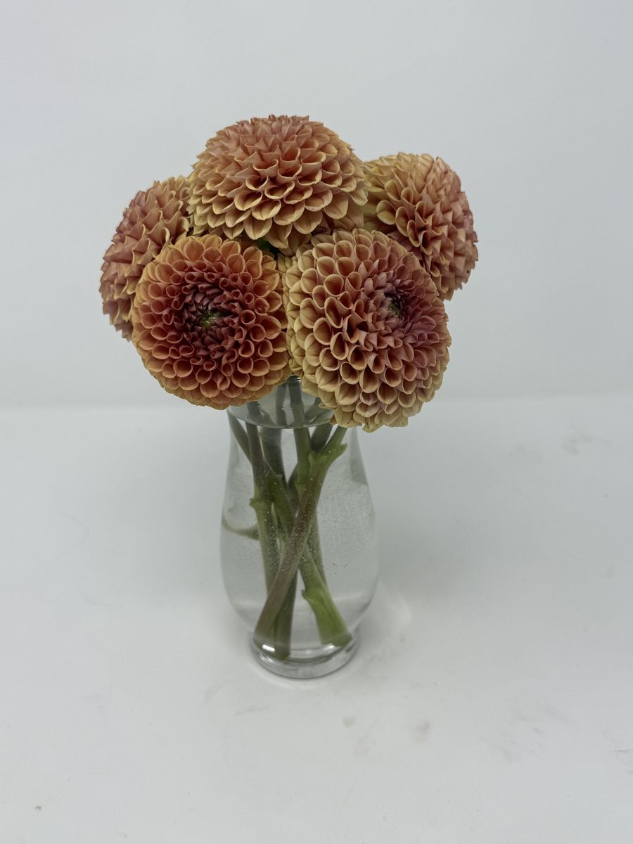Dahlias