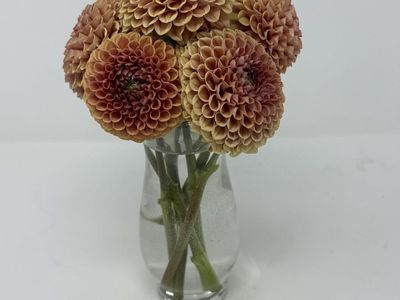 Dahlias