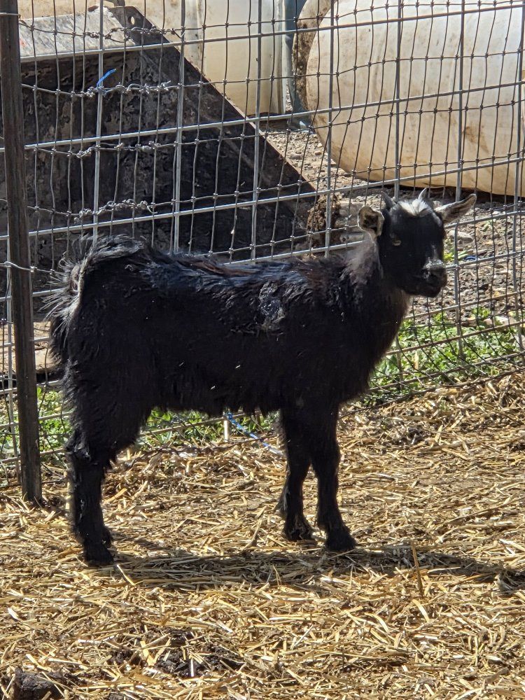 female pygmy goat