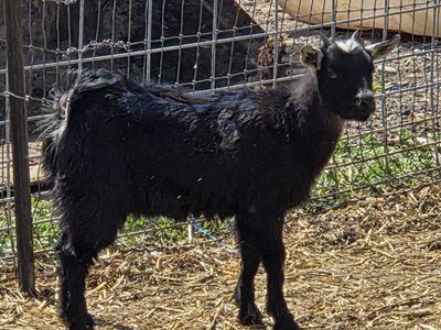 female pygmy goat