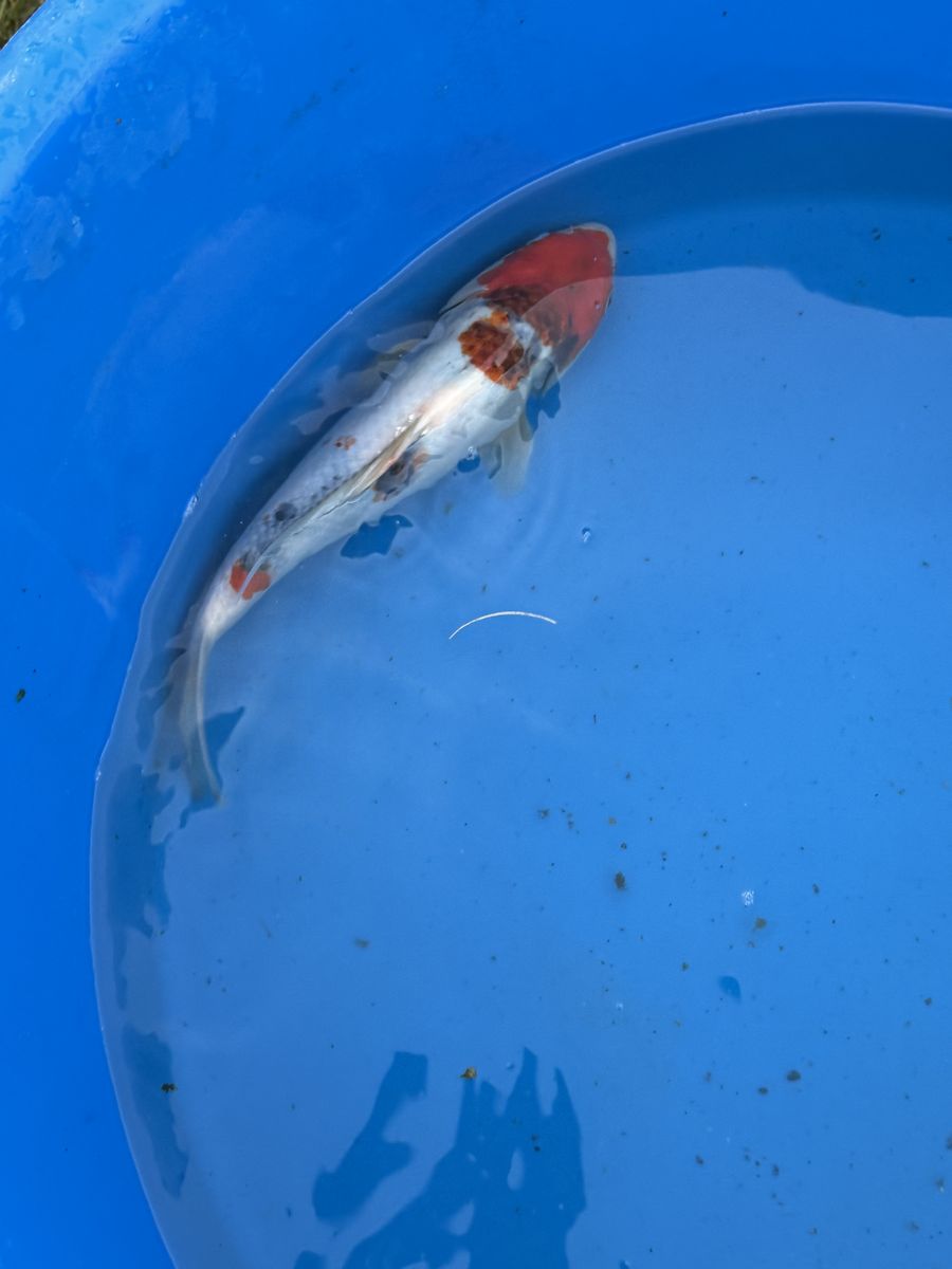 Koi Fishes for sale