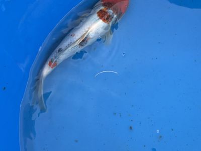 Koi Fishes for sale