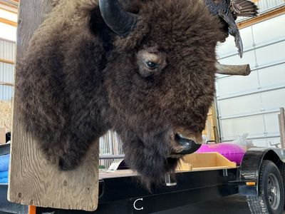 Buffalo Mount