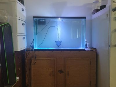 iso female mollies