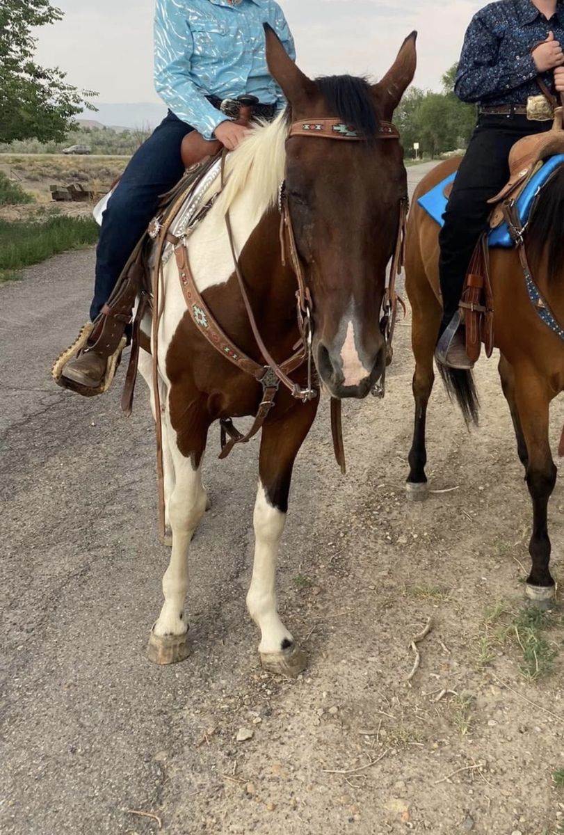 18 Year Old paint Mare