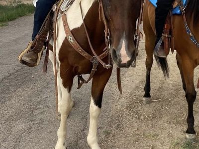 18 Year Old paint Mare