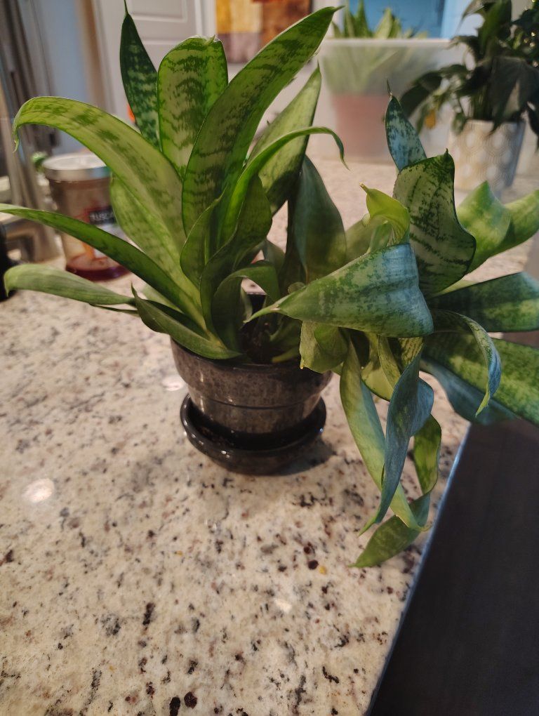 Assorted Houseplants