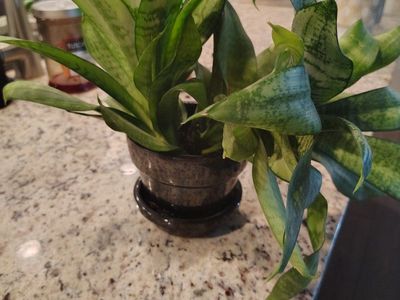 Assorted Houseplants