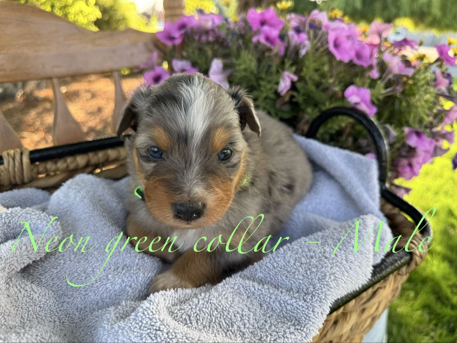 Texas Heeler Puppies