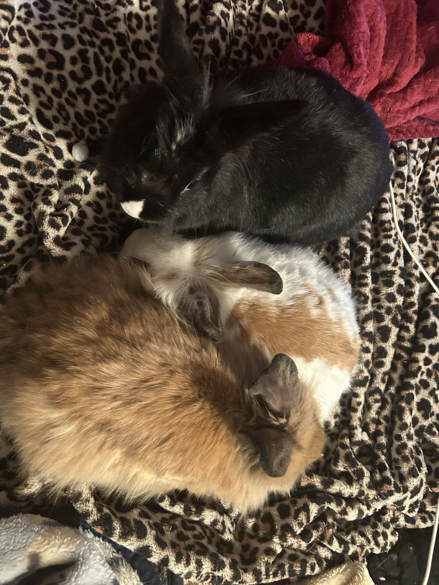 3 female bunnies!