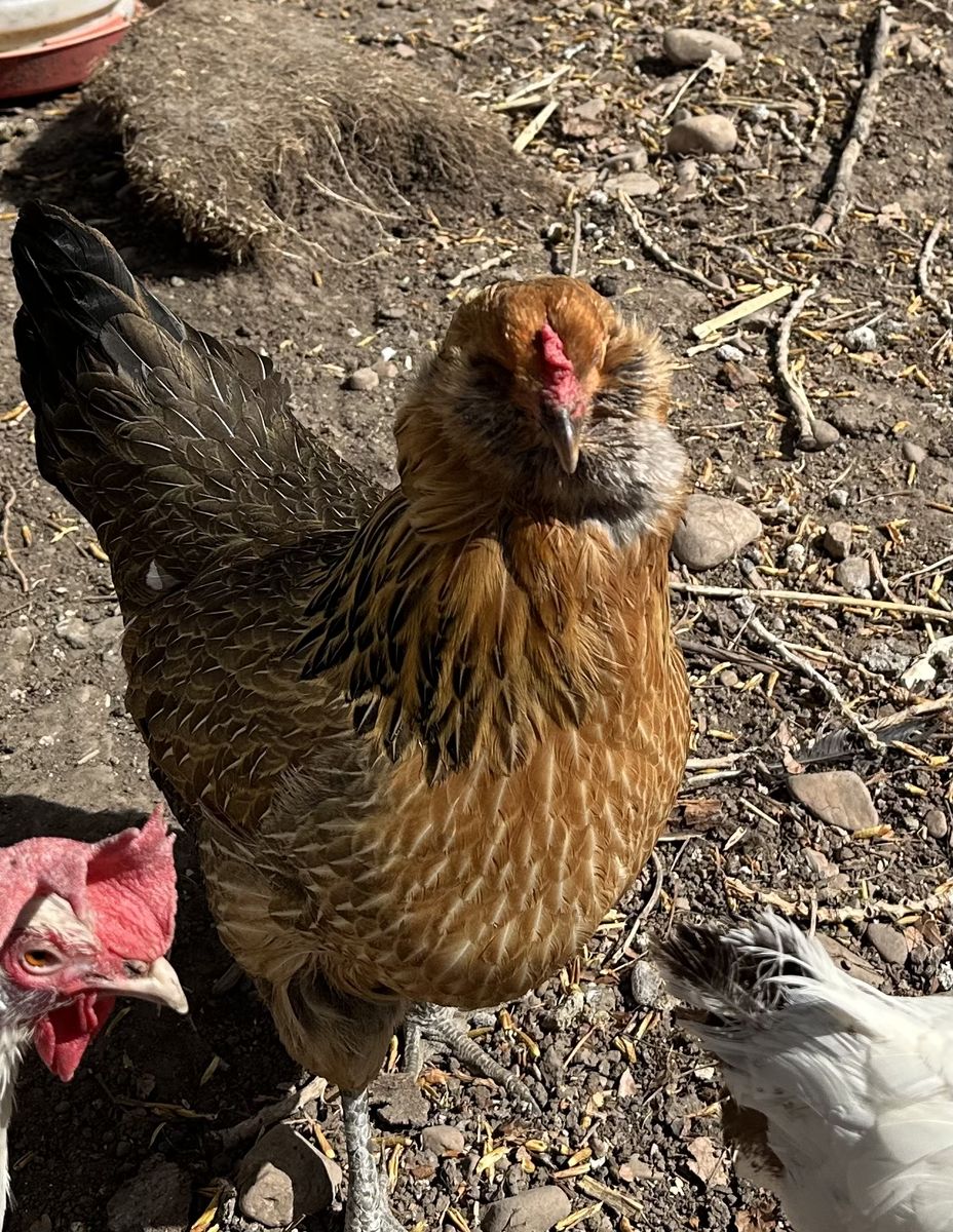 Easter Egger Chicken - Green Eggs