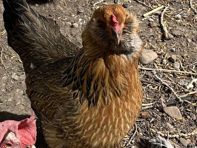 Easter Egger Chicken - Green Eggs