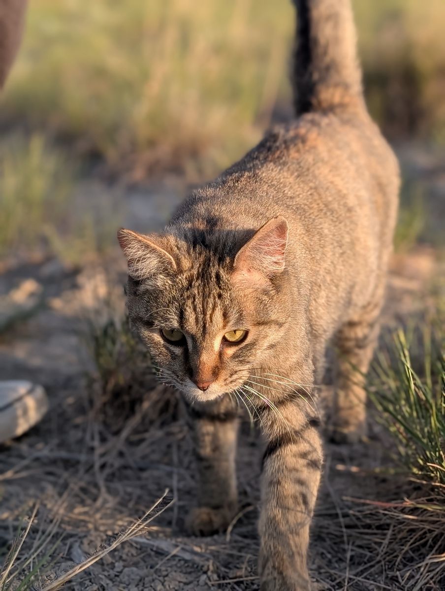 Free Cat