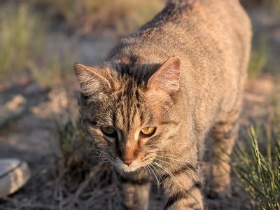 Free Cat