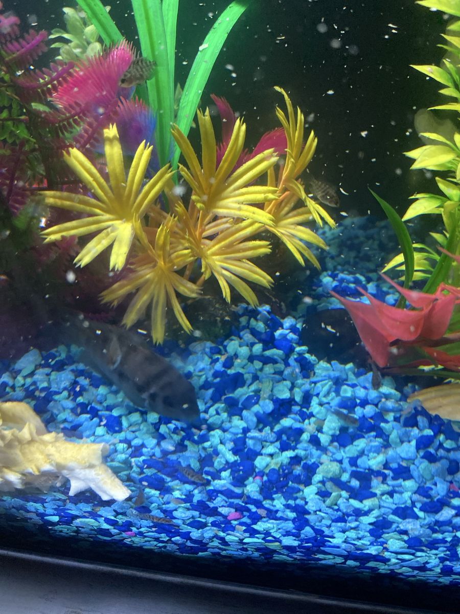 Convict baby fish