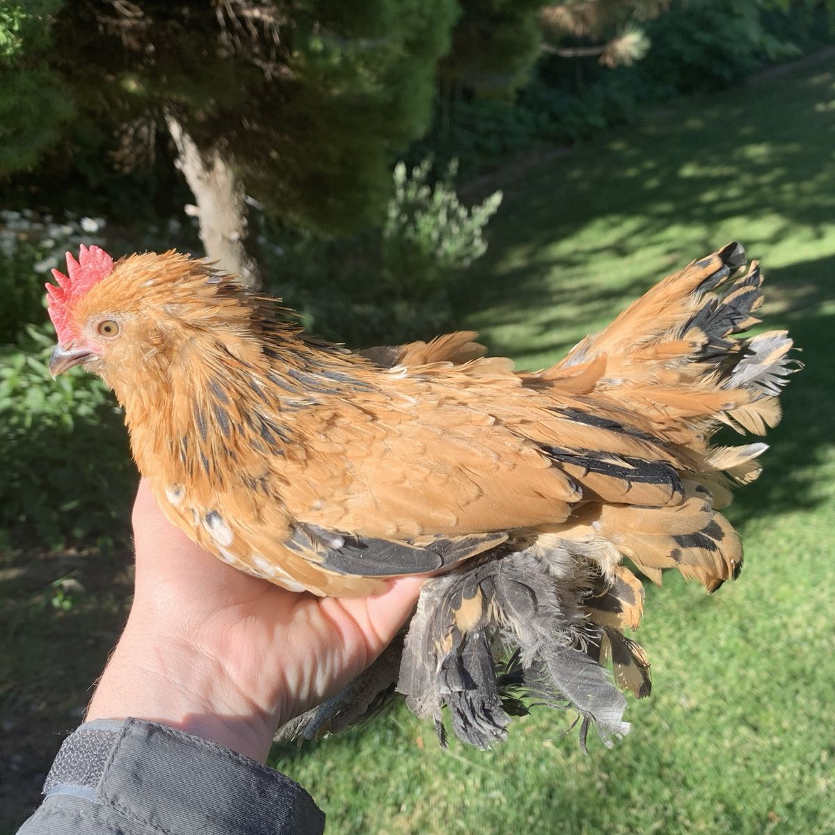 Belgian Mille Fleur D’uccle Cockerel Coop-Ready Bantam Rooster