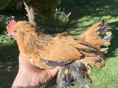 Belgian Mille Fleur D’uccle Cockerel Coop-Ready Bantam Rooster