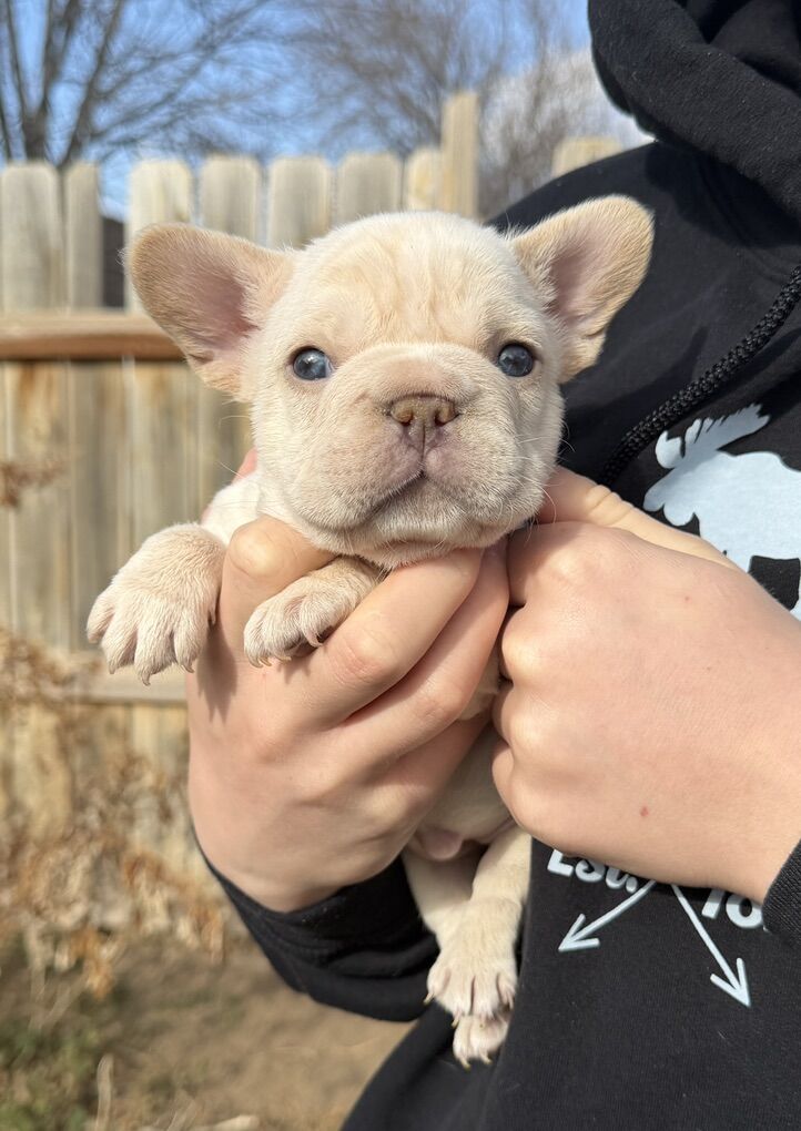 French Bulldog Puppies