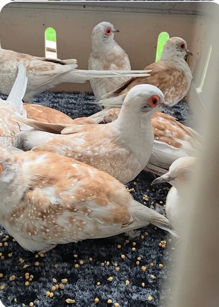 0nly A Few Diamond Doves Left.