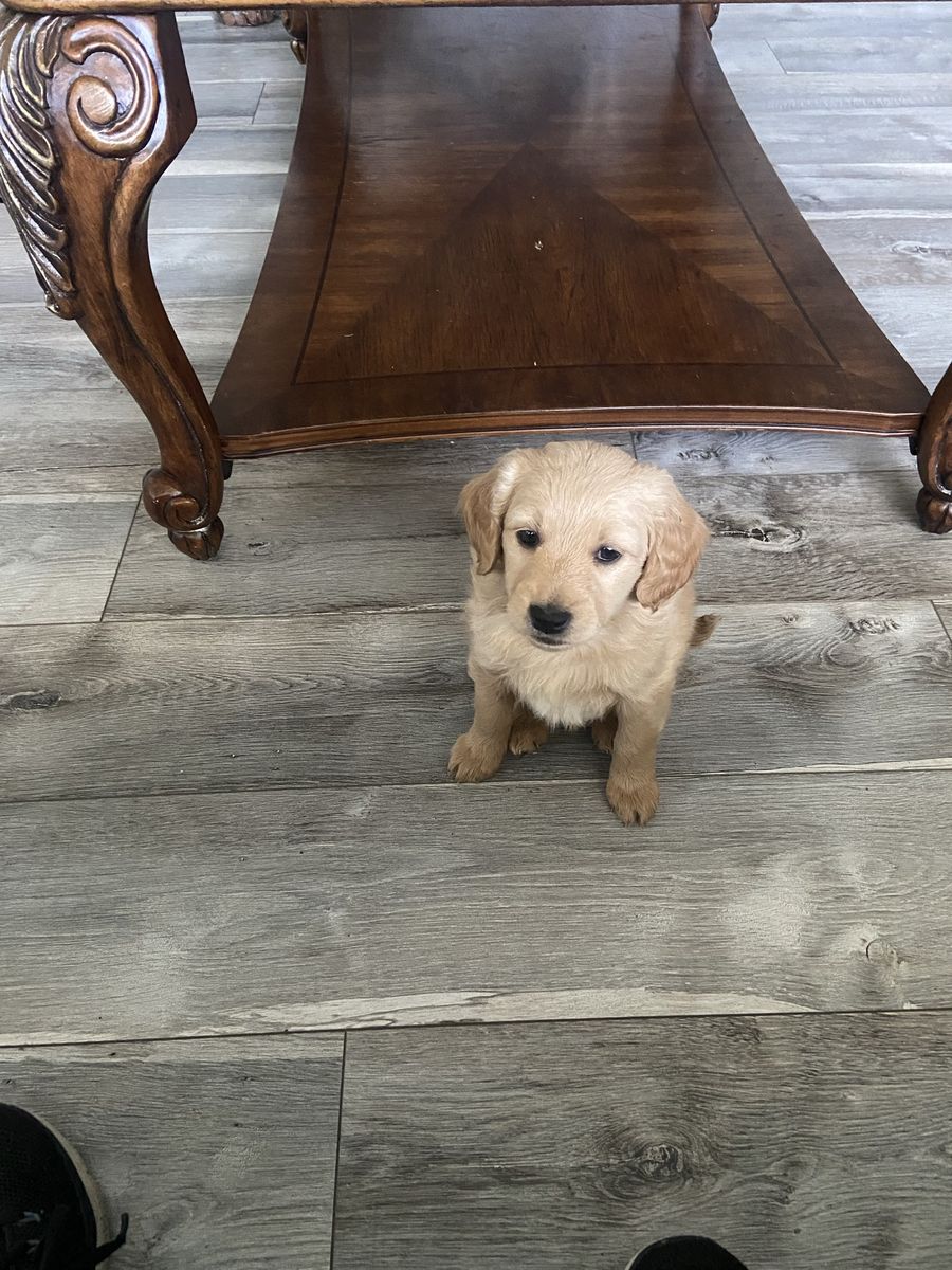 Miniature Golden Doodle Puppy F2 - Female, Will Be 15-20 lbs Full Grown, Born May 4th