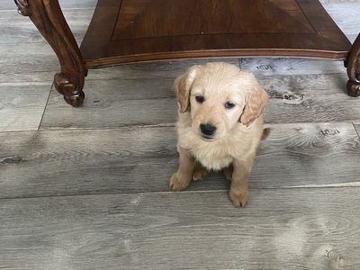 Miniature Golden Doodle Puppy F2 - Female, Will Be 15-20 lbs Full Grown, Born May 4th