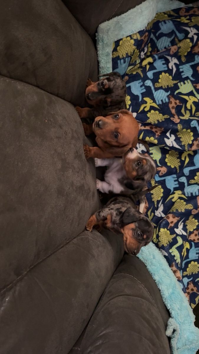 Dachshund