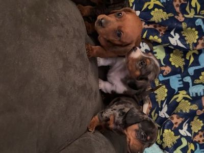 Dachshund