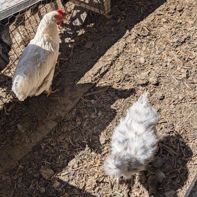 Nice young prolific laying hens