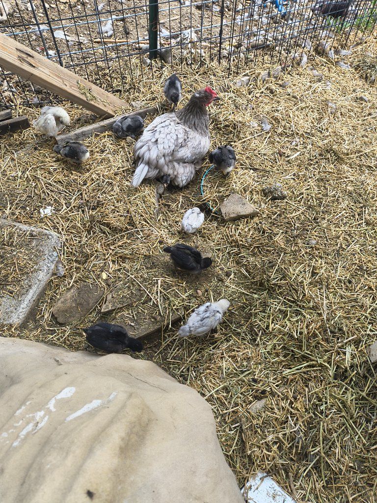 male chicks
