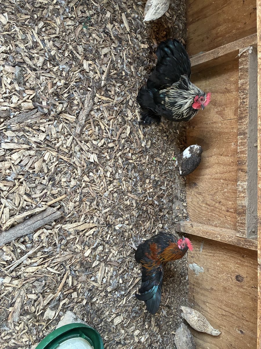 Bantam Roosters