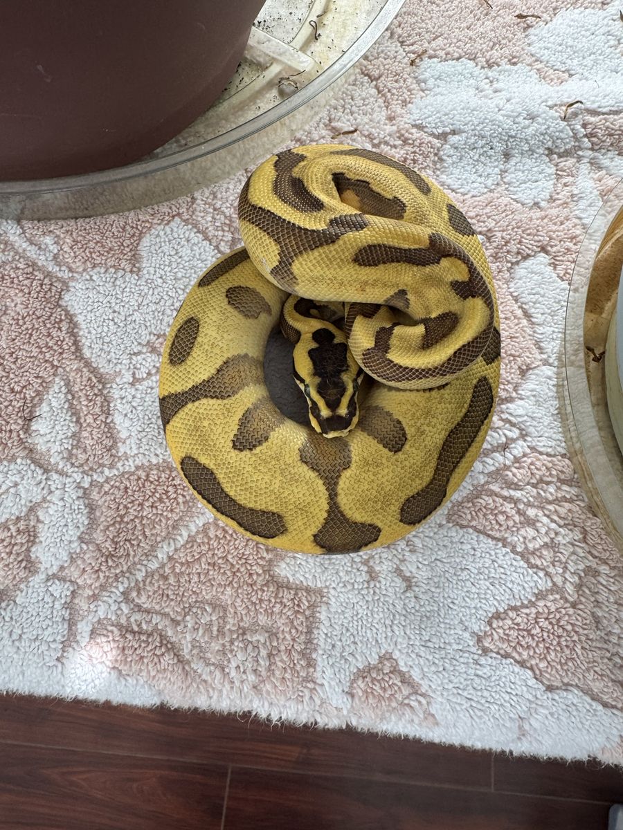 Female ball python Super Enchi, leopard ,Od ,50% het clown