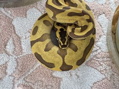 Female ball python Super Enchi, leopard ,Od ,50% het clown