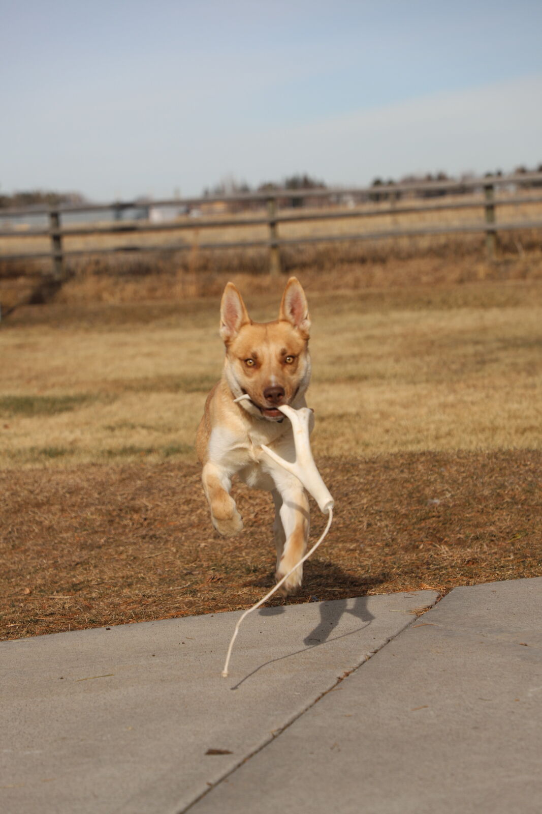 Meet Ross — Driven, Fun, Adventure-Ready (2 yrs)