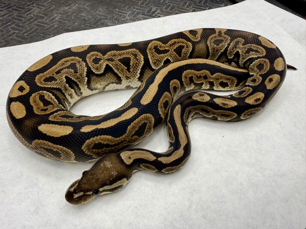 Black Pastel Red gene Het Hypo