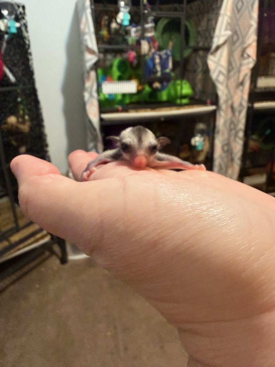 Female Black Face Black Beauty Sugar Glider Joey - Twilly