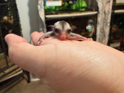 Female Black Face Black Beauty Sugar Glider Joey - Twilly
