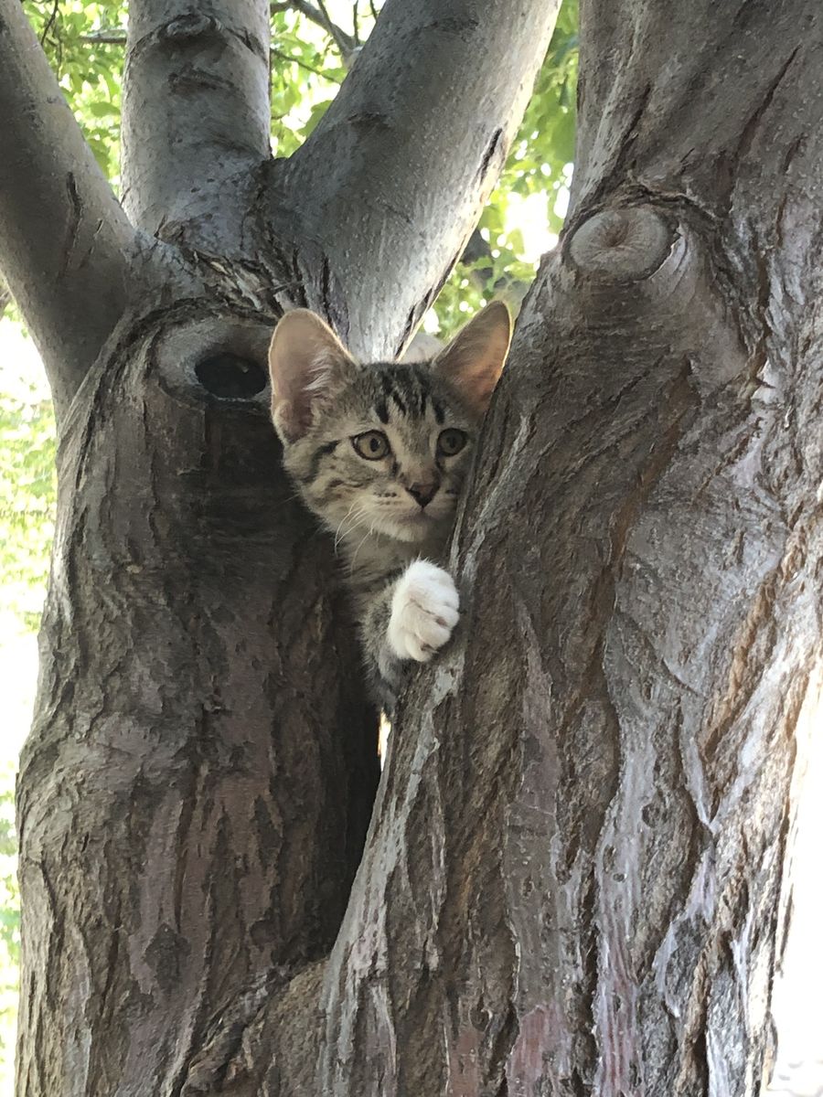 2 Furballs / Kittens Available - Great Mousers! Love the Outdoors and Snuggles!