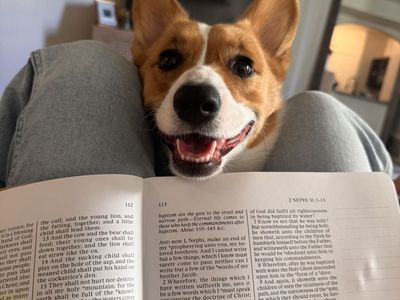 2 Year Old Corgi