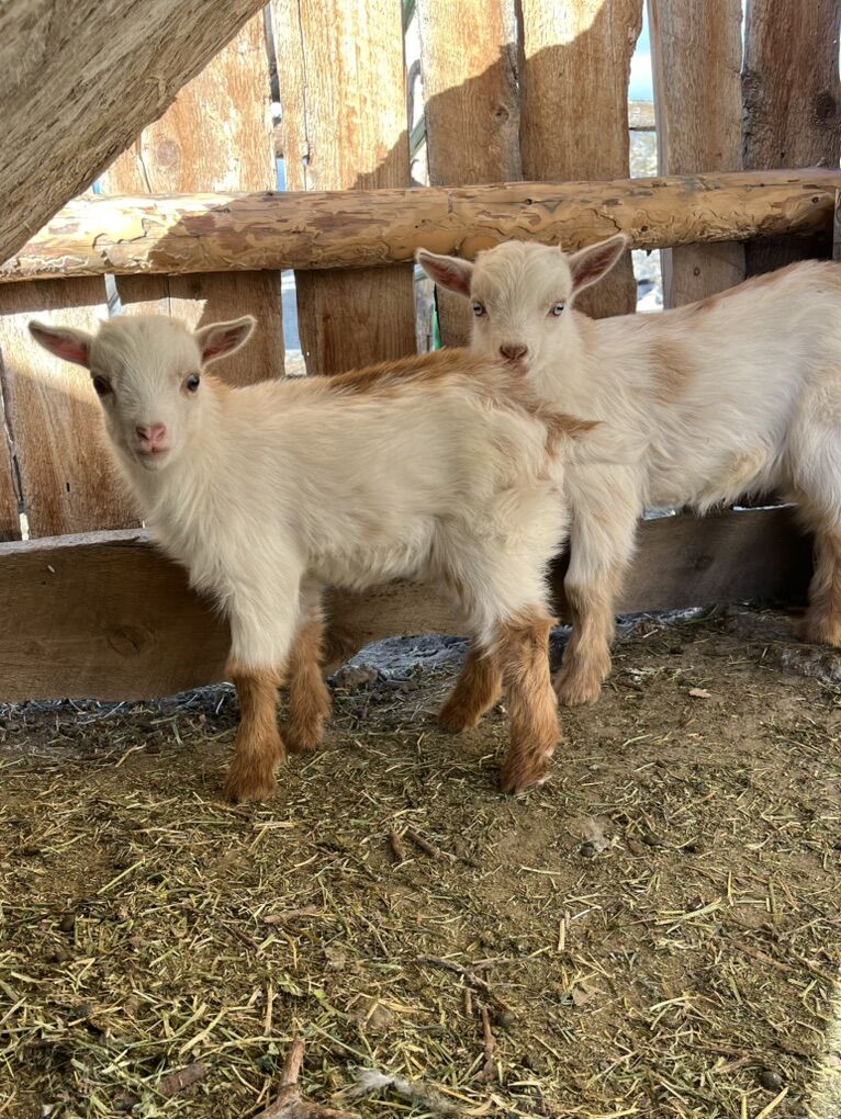 Nigerian Dwarf Bucklings