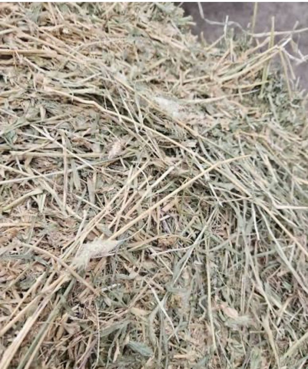 Alfalfa Hay with some foxtail